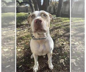American Staffordshire Terrier-Unknown Mix Dogs for adoption in San Antonio, TX, USA