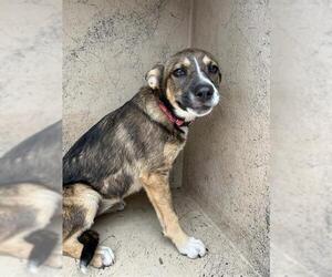 Chow Chow-Unknown Mix Dogs for adoption in Oklahoma City, OK, USA