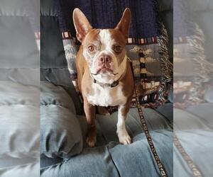 Boston Terrier Dogs for adoption in Altus, OK, USA