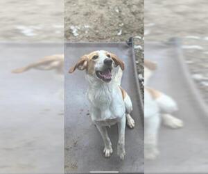 American Foxhound Dogs for adoption in Fort Walton Beach, FL, USA