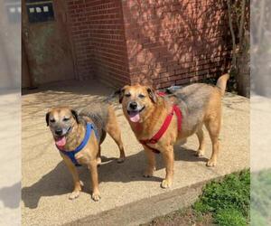 Mutt Dogs for adoption in Bardstown, KY, USA