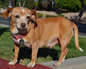 Dachshund Dogs for adoption in Simi Valley, CA, USA
