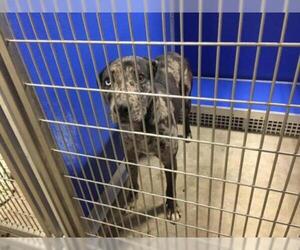 Catahoula Leopard Dog Dogs for adoption in Pierceton , IN, USA