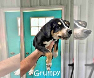Doberman Pinscher-Unknown Mix Dogs for adoption in Aurora, OH, USA