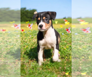 Border Collie-Rat Terrier Mix Dogs for adoption in McKinney, TX, USA