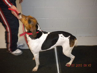 Treeing Walker Coonhound Dogs for adoption in Sparta, WI, USA