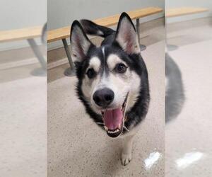 Siberian Husky Dogs for adoption in Fairbanks, AK, USA