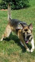 German Shepherd Dog Dogs for adoption in Fayette, MO, USA