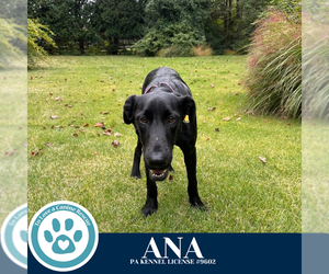 Labrador Retriever-Unknown Mix Dogs for adoption in Kimberton, PA, USA