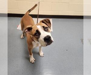 American Bulldog Dogs for adoption in Denver, CO, USA