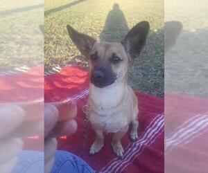Chiweenie Dogs for adoption in La Mesa, CA, USA