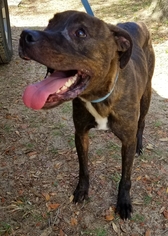 Bullboxer Pit Dogs for adoption in Melrose, FL, USA
