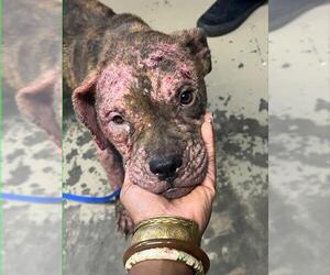 Bulldog-Unknown Mix Dogs for adoption in Tallahassee, FL, USA