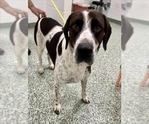 Bloodhound-Unknown Mix Dogs for adoption in Salisbury, NC, USA