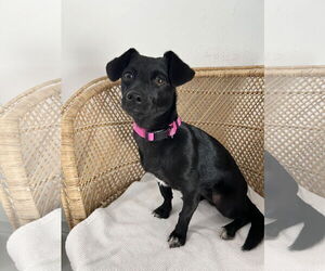 Chihuahua-Unknown Mix Dogs for adoption in Bellevue, WA, USA