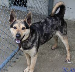 Catahoula Leopard Dog Dogs for adoption in Morehead, KY, USA