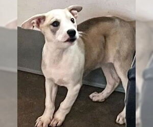 Staffordshire Bull Terrier-Unknown Mix Dogs for adoption in Houston, TX, USA