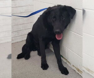 Labrador Retriever-Unknown Mix Dogs for adoption in San Bernardino, CA, USA