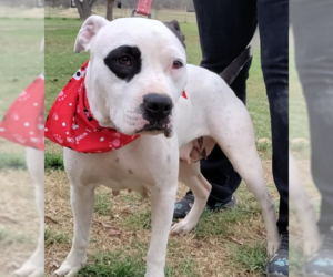 American Bulldog-Unknown Mix Dogs for adoption in Von Ormy, TX, USA