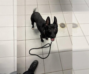Miniature Bull Terrier-Unknown Mix Dogs for adoption in Corpus Christi, TX, USA