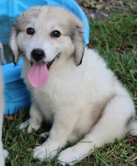 Australian Shepherd Dogs for adoption in Spring, TX, USA