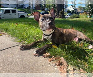 Mutt Dogs for adoption in Derwood, MD, USA