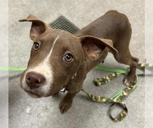 Mutt Dogs for adoption in HESPERIA, CA, USA