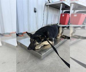 German Shepherd Dog Dogs for adoption in Bakersfield, CA, USA