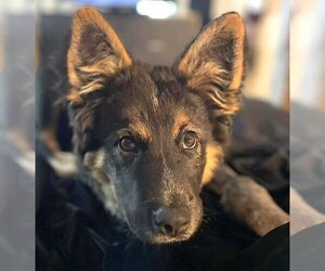Australian Shepherd-German Shepherd Dog Mix Dogs for adoption in Mount Airy, NC, USA
