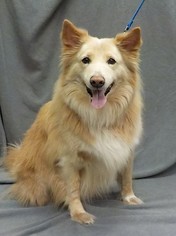 Shiba Inu Dogs for adoption in Hughesville, MD, USA
