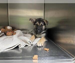 German Shepherd Dog Dogs for adoption in Pasadena, CA, USA
