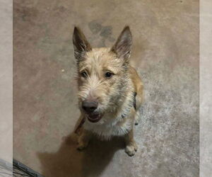 Mutt Dogs for adoption in Grafton, WI, USA