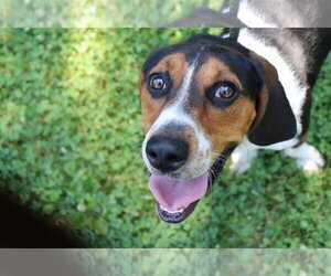 Coonhound Dogs for adoption in Hillsdale, IN, USA