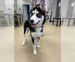Siberian Husky Dogs for adoption in Plano, TX, USA