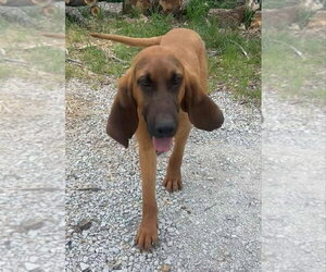 Medium Photo #1 Bloodhound-Unknown Mix Puppy For Sale in Aurora, IN, USA