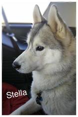 Siberian Husky Dogs for adoption in Jasper, IN, USA