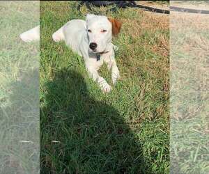 Labrador Retriever-Unknown Mix Dogs for adoption in Rowlett, TX, USA