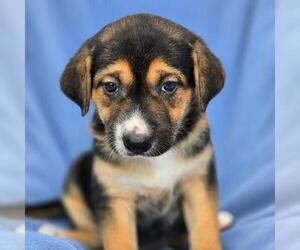 Labrador Retriever-Unknown Mix Dogs for adoption in San Diego, CA, USA