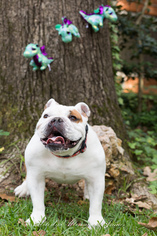 Bulldog Dogs for adoption in north little rock, AR, USA