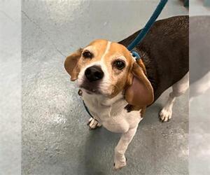 Beagle Dogs for adoption in Peoria, IL, USA