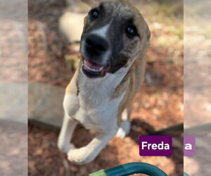 Black Mouth Cur-German Shepherd Dog Mix Dogs for adoption in Alexander, AR, USA