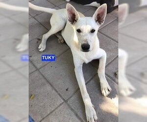 Mutt Dogs for adoption in Woodland Hills, CA, USA