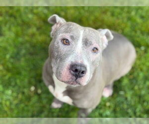 American Pit Bull Terrier-Unknown Mix Dogs for adoption in Tulsa, OK, USA