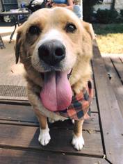 Golden Shepherd Dogs for adoption in Nashville, TN, USA