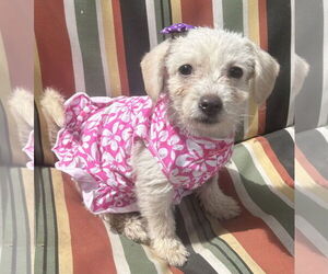 Maltese-Unknown Mix Dogs for adoption in Phoenix, AZ, USA