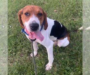 Treeing Walker Coonhound Dogs for adoption in St. Ann, MO, USA