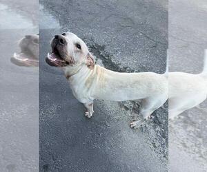 American Pit Bull Terrier-Unknown Mix Dogs for adoption in Calgary, Alberta, Canada