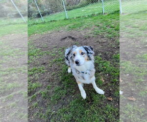 Australian Shepherd Dogs for adoption in Muskegon, MI, USA