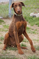 Doberman Pinscher Dogs for adoption in Pryor, OK, USA