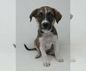 Labbe Dogs for adoption in Brewster, NY, USA